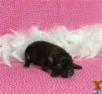 pomeranian puppy posted by Rhonda Wallace